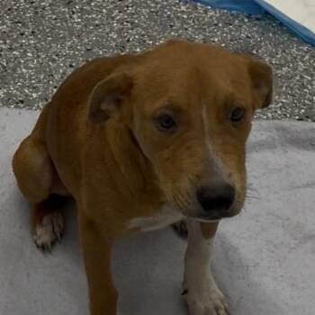 Brownie -  Mixed Breed Dog for Adoption in Bronson, Florida - Brownie | PetCurious
