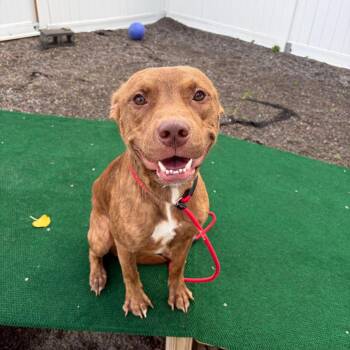 Bruno -  Pit Bull Terrier and Mixed Breed Dog for Adoption in Binghamton, New York - Bruno | PetCurious