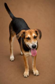 Shepherd and Beagle Dogs Available for Adoption in VERNON ROCKVL, Connecticut - Saturday | PetCurious