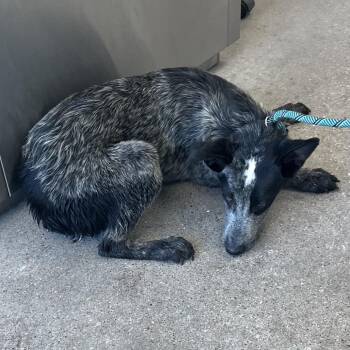 Snout -  Mixed Breed Dog for Adoption in Las Cruces, New Mexico - Snout | PetCurious
