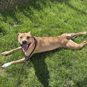 Marlee -  Mixed Breed Dog for Adoption in Dover, New Hampshire - Marlee | PetCurious