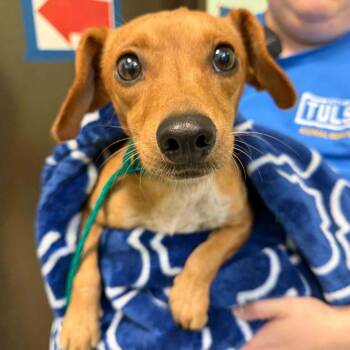 Snaffle -  Dachshund Dog for Adoption in Tulsa, Oklahoma - Snaffle | PetCurious