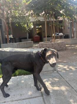SILVER -  Labrador Retriever Dog for Adoption in San Jose, California - SILVER | PetCurious