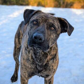 Sokitakon -  Cane Corso Dog for Adoption in Montreal, Quebec - Sokitakon | PetCurious