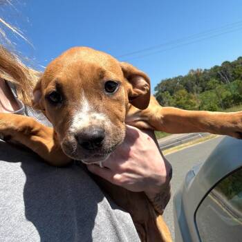 Gigi -  Terrier and Mixed Breed Dog for Adoption in Marshall, Texas - Gigi | PetCurious