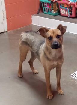 Rescue Shepherd and Hound Dogs for Adoption in Onancock, Virginia - Mable | PetCurious