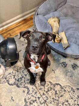 Labrador Retriever Dogs Available for Adoption in Manchester, Connecticut - Coco | PetCurious