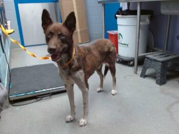ZELDA -  Husky and Mixed Breed Dog for Adoption in Albuquerque, New Mexico - ZELDA | PetCurious