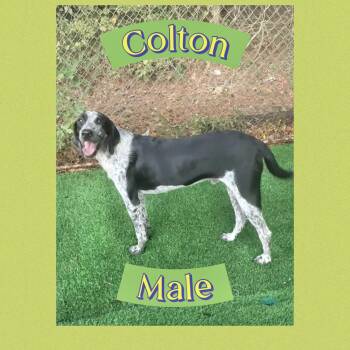 Colton -  Bluetick Coonhound Dog for Adoption in Manchester, Connecticut - Colton | PetCurious