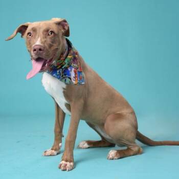 Nina -  Mixed Breed Dog for Adoption in Atlanta, Georgia - Nina | PetCurious
