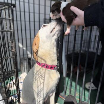 Hound and Mixed Breed Dogs Available for Adoption in Eastford, Connecticut - NY Thunder Avail May 9 (Carmel NY Fire Dept) | PetCurious