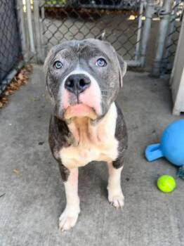 Rescue Pit Bull Terrier Dogs for Adoption in Chicago, Illinois - Luca | PetCurious