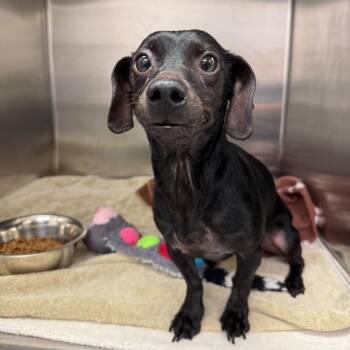 Dachshund Dogs Available for Adoption in New York, New York - Olivia | PetCurious