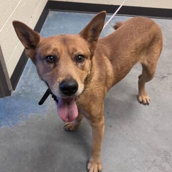 Redd aka "Major" -  Mixed Breed Dog for Adoption in Memphis, Tennessee - Redd Aka "Major" | PetCurious