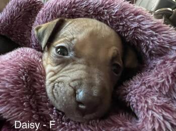 Boxer Dogs Available for Adoption in Troy, Alabama - Daisy | PetCurious