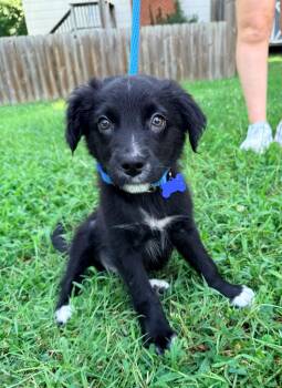 Taz -  Australian Shepherd Dog for Adoption in Columbia, Maryland - Taz | PetCurious