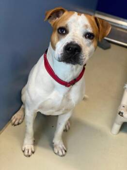 Hugo -  Pit Bull Terrier Dog for Adoption in Decorah, Iowa - Hugo | PetCurious