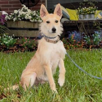Denis -  Fox Terrier Dog for Adoption in Houston, Texas - Denis | PetCurious