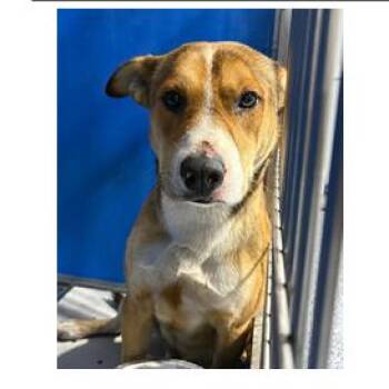 Mixed Breed Dogs Available for Adoption in Franklin, North Carolina - Brewsky | PetCurious