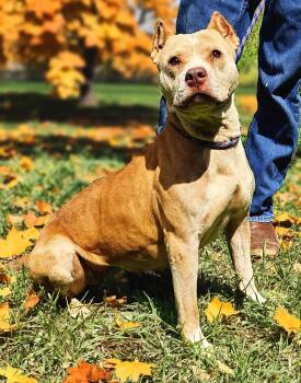 Rescue Pit Bull Terrier Dogs for Adoption in Ossining, New York - Pumpkin | PetCurious