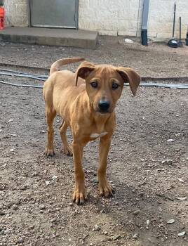 Hound Dogs Available for Adoption in Missouri City, Texas - Yumi | PetCurious