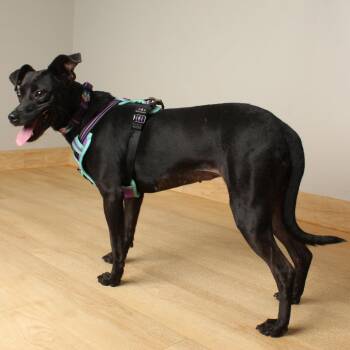 Mango D70421 -  Rat Terrier and Terrier Dog for Adoption in Minnetonka, Minnesota - Mango D70421 | PetCurious
