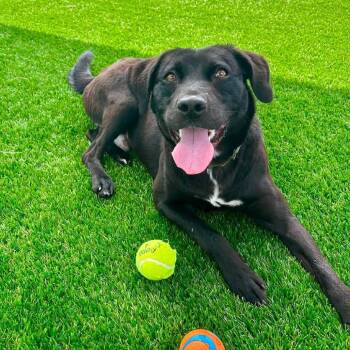Gromit -  Black Labrador Retriever and Mixed Breed Dog for Adoption in Binghamton, New York - Gromit | PetCurious