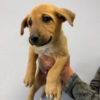 Toffee -  Shepherd Dog for Adoption in Idaho Falls, Idaho - Toffee | PetCurious