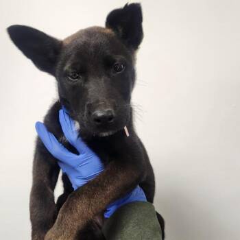 Shepherd and Mixed Breed Dogs Available for Adoption in Los Angeles, California - Paxton A2269695 | PetCurious