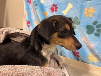 A614636 -  Chihuahua Dog for Adoption in Modesto, California - A614636 | PetCurious