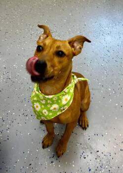 Rescue Black Mouth Cur Dogs for Adoption in Senatobia, Mississippi - Jazzy | PetCurious