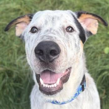 Dodger -  Australian Cattle Dog Blue Heeler Dog for Adoption in Jefferson, Wisconsin - Dodger | PetCurious