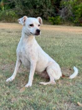 Harmony -  Jack Russell Terrier and Chihuahua Dog for Adoption in Boerne, Texas - Harmony | PetCurious