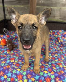 Rhonda -  German Shepherd Dog and Belgian Shepherd Malinois Dog for Adoption - Rhonda | PetCurious
