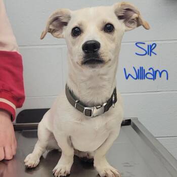 Dachshund Dogs Available for Adoption - Sir William | PetCurious