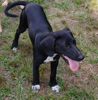 Nova -  Mixed Breed Dog for Adoption in Danville, Vermont - Nova | PetCurious