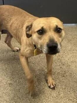 Dolley -  Pit Bull Terrier Dog for Adoption in Cleveland, Ohio - Dolley | PetCurious