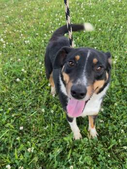 Beagle Dogs Available for Adoption in Sunbright, Tennessee - Poppy | PetCurious