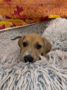 Mango -  Mixed Breed Dog for Adoption in Newberg, Oregon - Mango | PetCurious