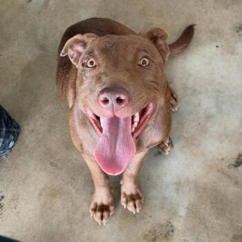 Brownie (Mama) -  Labrador Retriever and Terrier Dog Available for Adoption in Clarksdale, Mississippi - Brownie (Mama) | PetCurious