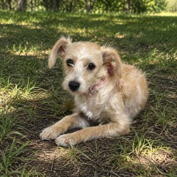 Petunia -  Terrier Dog for Adoption in Sonoma, California - Petunia | PetCurious