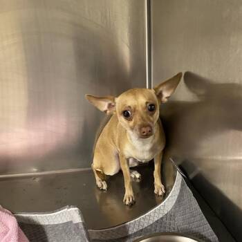 BEE -  Chihuahua and Mixed Breed Dog for Adoption in Modesto, California - BEE | PetCurious