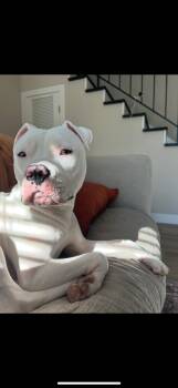 Rescue Pit Bull Terrier Dogs for Adoption in Hayward, California - Dumpling | PetCurious