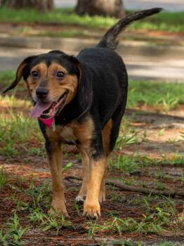 Olive -  Beagle Dog for Adoption in Myrtle Beach, South Carolina - Olive | PetCurious