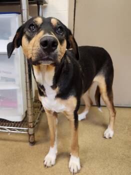 Sporty -  Mixed Breed Dog for Adoption in Grand Forks, North Dakota - Sporty | PetCurious