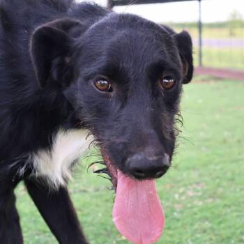 Rescue Hound and Mixed Breed Dogs for Adoption in Austin, Texas - Karter JuM | PetCurious