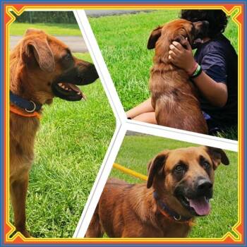 HICKORY -  Setter Dog for Adoption in Buckhannon, West Virginia - HICKORY | PetCurious