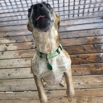 Janey -  Mixed Breed Dog for Adoption in Buffalo, Minnesota - Janey | PetCurious