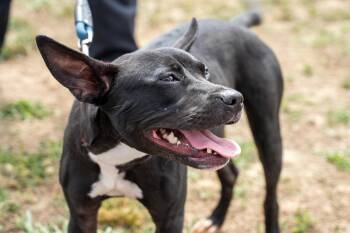 Addie -  Pit Bull Terrier Dog for Adoption in King George, Virginia - Addie | PetCurious
