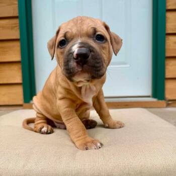 Darriere 12227 -  American Bulldog and English Bulldog Dog for Adoption - Darriere 12227 | PetCurious
